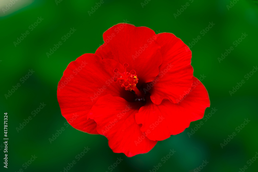 picture of a hibiscus flower