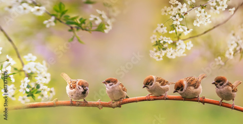 birds and baby sparrows they sit in spring sunny bloom on the branches of cherry trees with white flowers