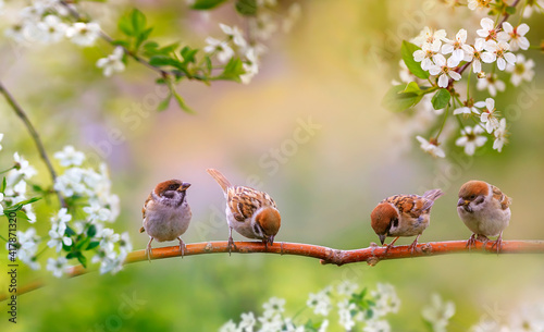 birds and baby sparrows they sit in spring sunny bloom on the branches of che...