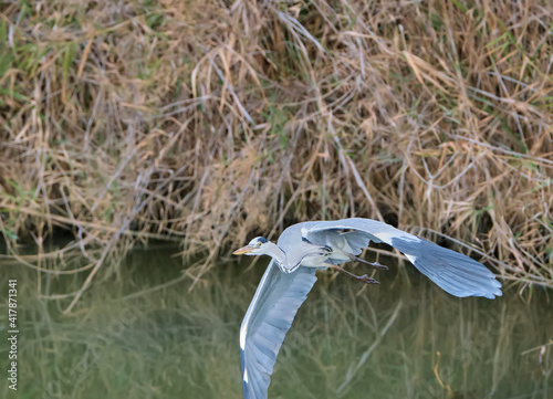Garza real, Ardea cinerea, volando sobre un rio o pantano. Spain