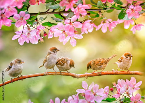 little funny chicks sparrows sit in spring sunshine on the branches of an app...