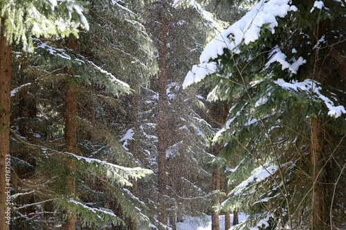 Dense forrest in winter time. Snow and sunlight in between trees.