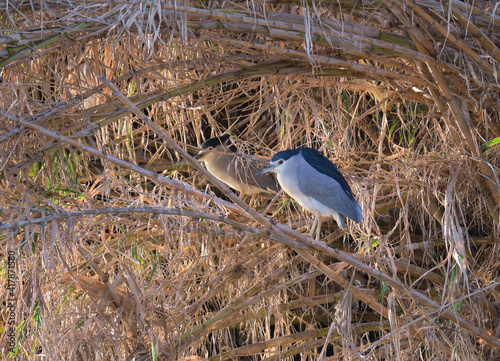 Martinete Comun (Nycticorax nycticorax) posado sobre cañaveral