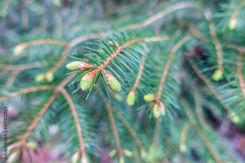 close up of pine needles close up of pine needles