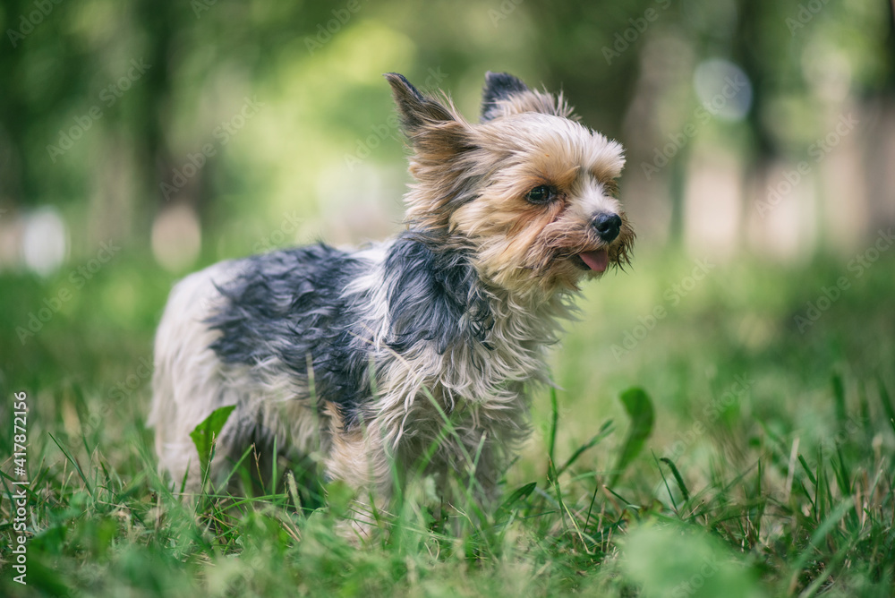 Young handsome morkie in summer park, close-up. Young handsome morkie in summer park, close-up.