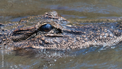 Real wild crocodile in the Everglades National Park in Florida, USA