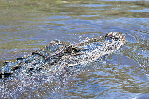 Real crocodile in the Everglades swamp, Florida, USA