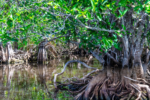 Mangrove vegetation in the Everglades, Florida, USA
