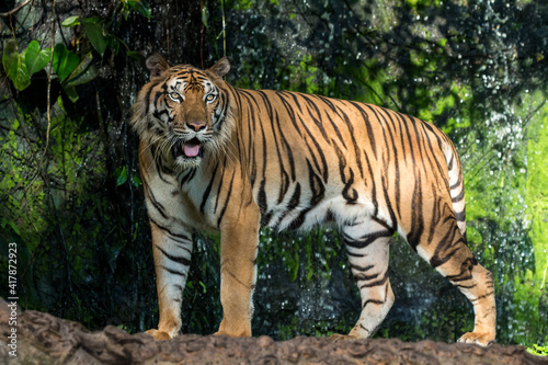 The tiger is looking for food in the forest.