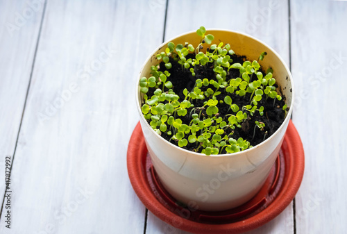 Edible microgreens in a pot on a wooden background. A vegetable garden on the windowsill. Healthy food