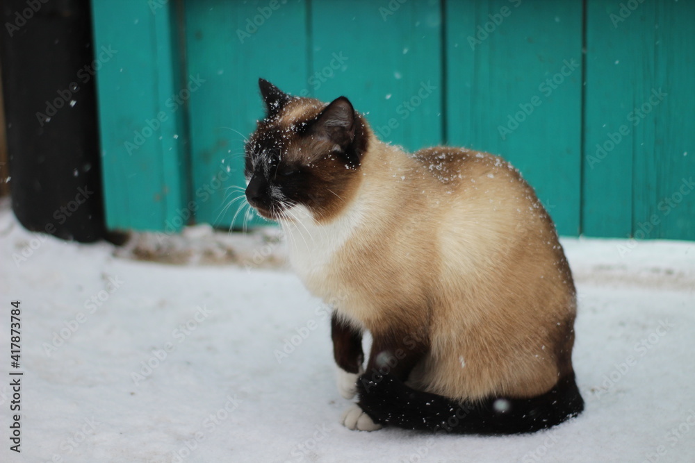 Thai Siamese Cat with Blue Eyes and Fluffy Fur with Snowflakes Walking in Winter Snow Outdoor Thai Siamese Cat with Blue Eyes and Fluffy Fur with Snowflakes Walking in Winter Snow Outdoor