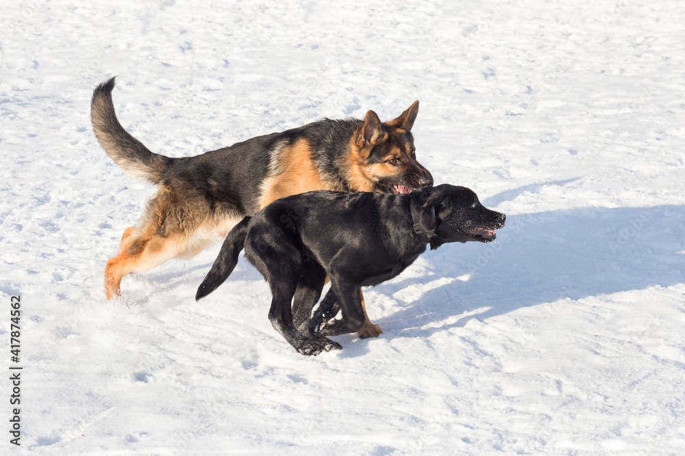 Labrador retriever puppy and german shepherd dog are running on white snow in the winter park. Pet animals. Labrador retriever puppy and german shepherd dog are running on white snow in the winter park. Pet animals.