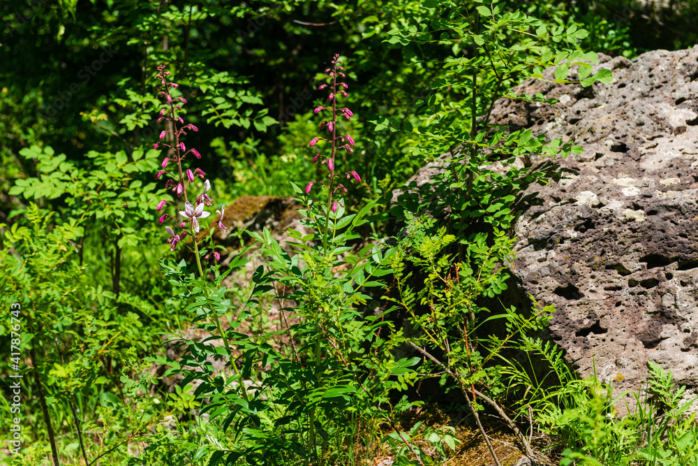 Blossomed Dictamnus caucasicus in natural habitat, Armenia Blossomed Dictamnus caucasicus in natural habitat, Armenia