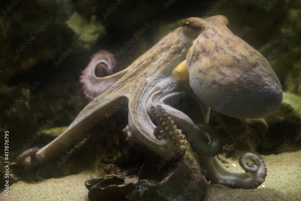 Common octopus (Octopus vulgaris)