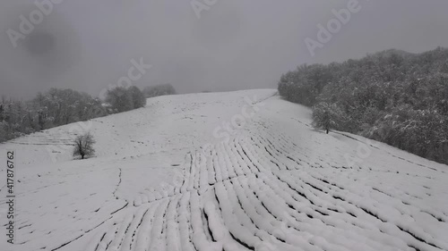 Snow covered tea plantations. Winter striped landscape. Frozen forest in the top of mountains. Aerial drone view. Macesta. Russia, Sochi.  photo