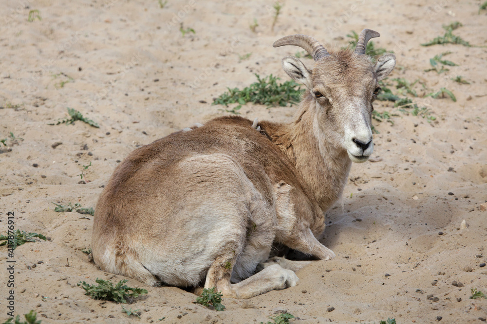 Marco Polo sheep (Ovis ammon polii) Marco Polo sheep (Ovis ammon polii)