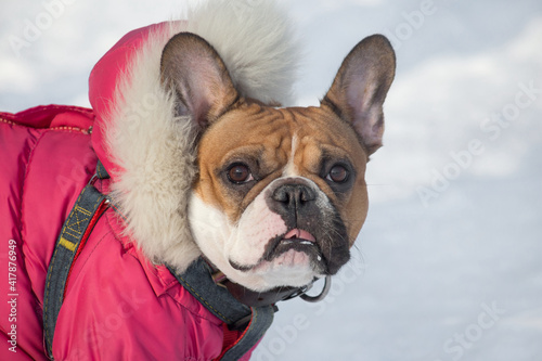 Portrait of cute french bulldog in beautiful pet clothing. In the winter park. Pet animals. © tikhomirovsergey