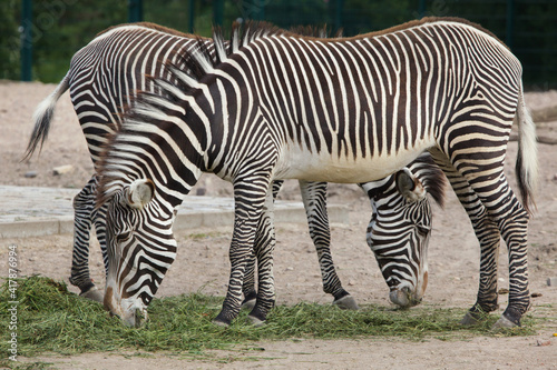 Fototapeta Naklejka Na Ścianę i Meble -  Grevy's zebra (Equus grevyi)