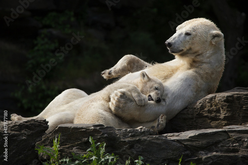 Polar bear  Ursus maritimus  with its cub