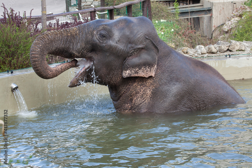 Fototapeta premium Asian elephant (Elephas maximus) bathing.