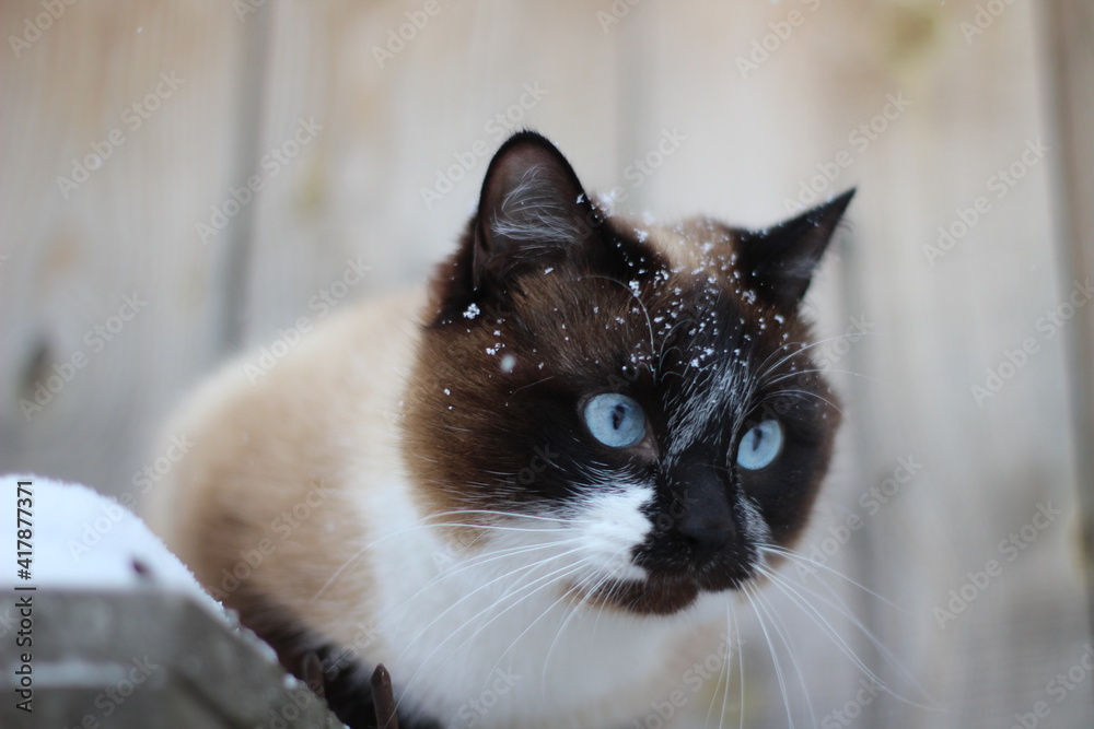 Thai Siamese Cat with Blue Eyes and Fluffy Fur with Snowflakes in Winter Snow Outdoor