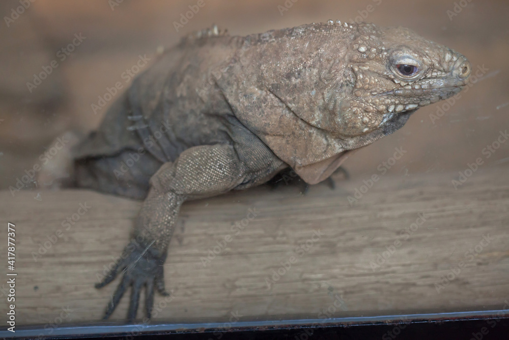 Fototapeta premium Cuban rock iguana (Cyclura nubila)