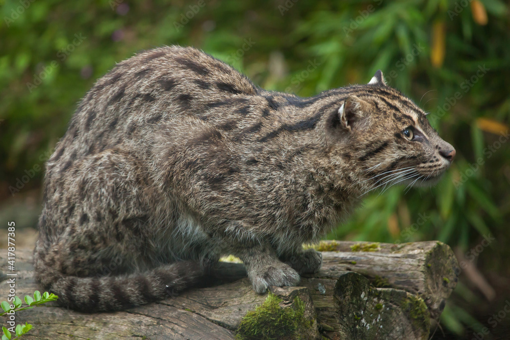Obraz premium Fishing cat (Prionailurus viverrinus).