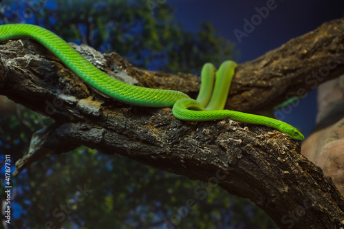 Tableau sur toile Western green mamba (Dendroaspis viridis)