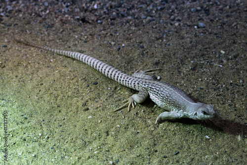 Desert iguana (Dipsosaurus dorsalis).