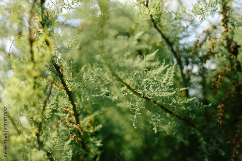 Fern flowering in a flowerbed in a country garden