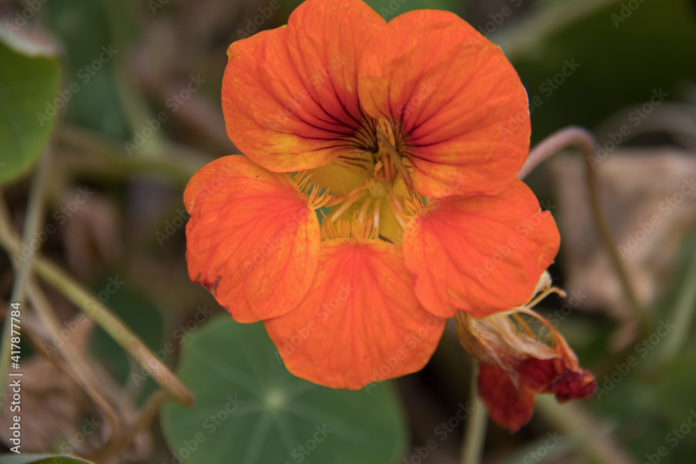 close up of Garden nasturtium flower