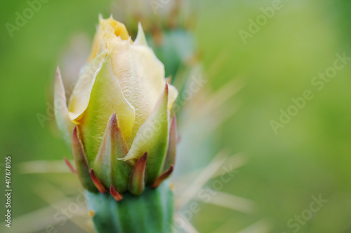 Yellow bud for prickly pear cactus flower close up with blurred green background.