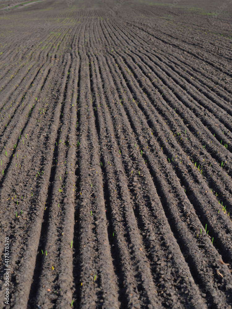 Plowed land, tilled black soil background, texture. A sown agriculture field with long furrows. Plowed land, tilled black soil background, texture. A sown agriculture field with long furrows.