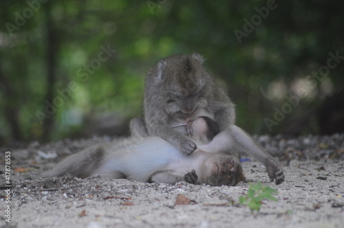 display of the monkey family playing on the beach sand with a natural background © Alfian