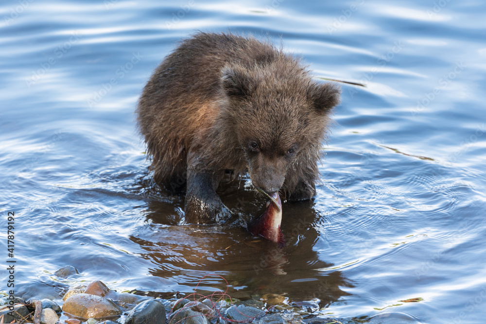 Hungry Kamchatka brown bear cub fishing red salmon fish in river, eat it while standing in water. Wild animal child in natural habitat. Eurasia, Russian Far East, Kamchatka Peninsula Hungry Kamchatka brown bear cub fishing red salmon fish in river, eat it while standing in water. Wild animal child in natural habitat. Eurasia, Russian Far East, Kamchatka Peninsula