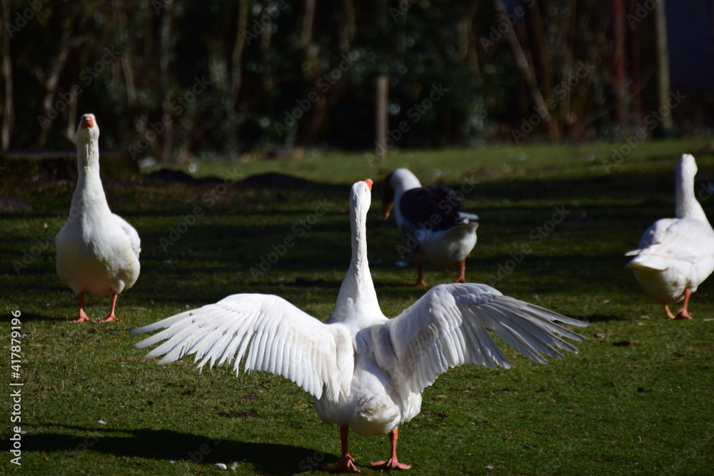 A white goose standing on the lawn spreads her plumage A white goose standing on the lawn spreads her plumage