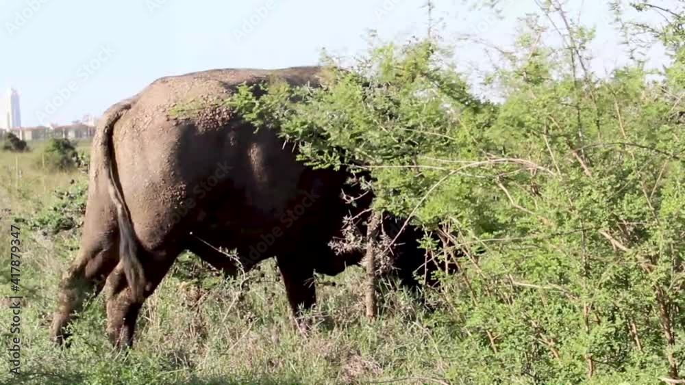 A huge buffalos in the nairobi National park feeding on the grass and thorn trees. A huge buffalos in the nairobi National park feeding on the grass and thorn trees.