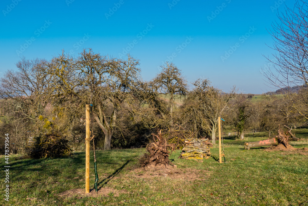 Alte Obstbäume werden gefällt und junge gepflanzt Alte Obstbäume werden gefällt und junge gepflanzt