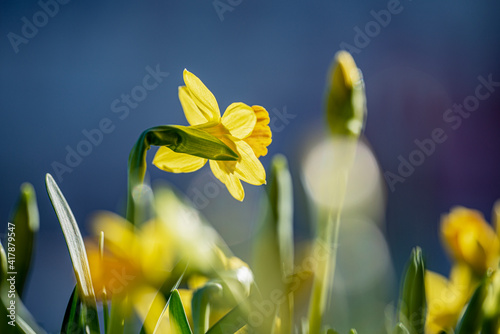 Canvas Print yellow spring flowers, nacka,sverige, sweden, stockholm
