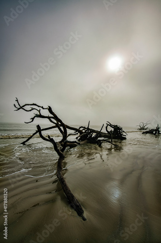 Dead tree on beach at sunrise in the fog © David Arment