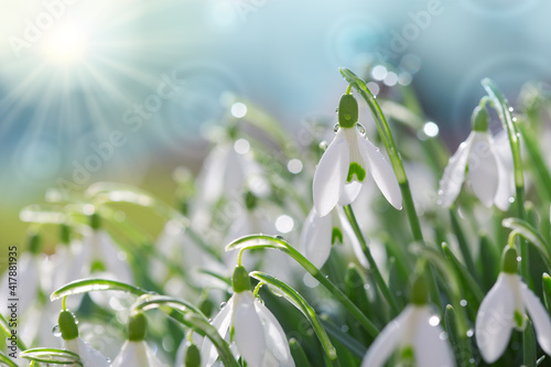 Snowdrops on bokeh background in sunny spring garden under sunbeams.
