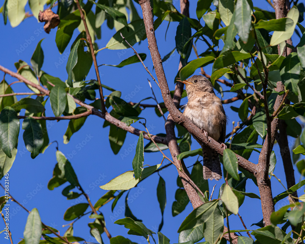 A bird perched on a tree branch