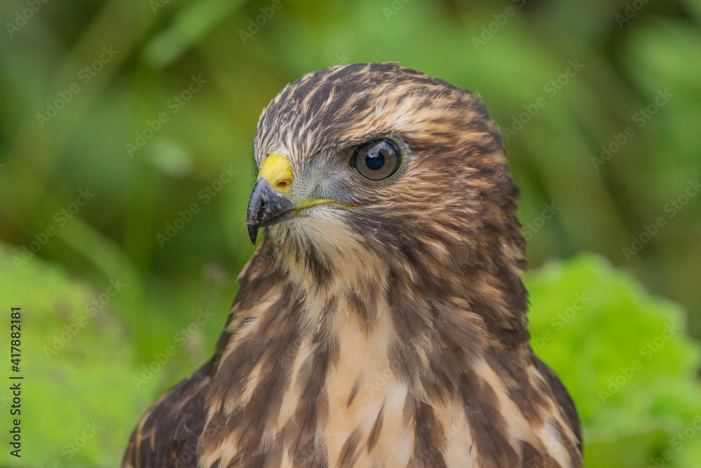Wild young Broad-winged Hawk Wild young Broad-winged Hawk