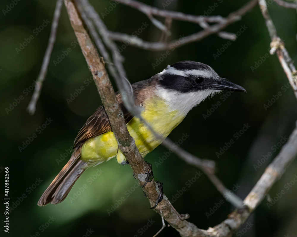 Obraz premium A yellow bird perched on a tree branch
