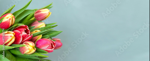 spring flowers banner-a bouquet of pink tulip flowers on a gray background. Congratulations on March 8  birthday  mother s Day. Copy space. Mock up. Soft focus.