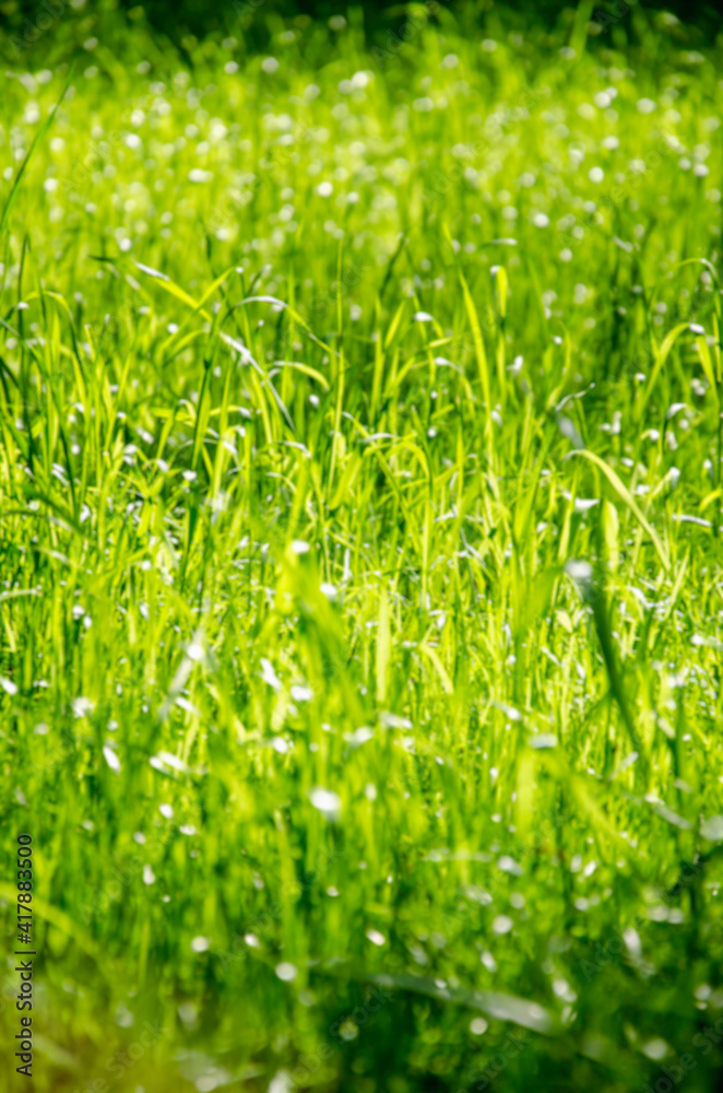 Fototapeta premium Lawn green grass close up bokeh background