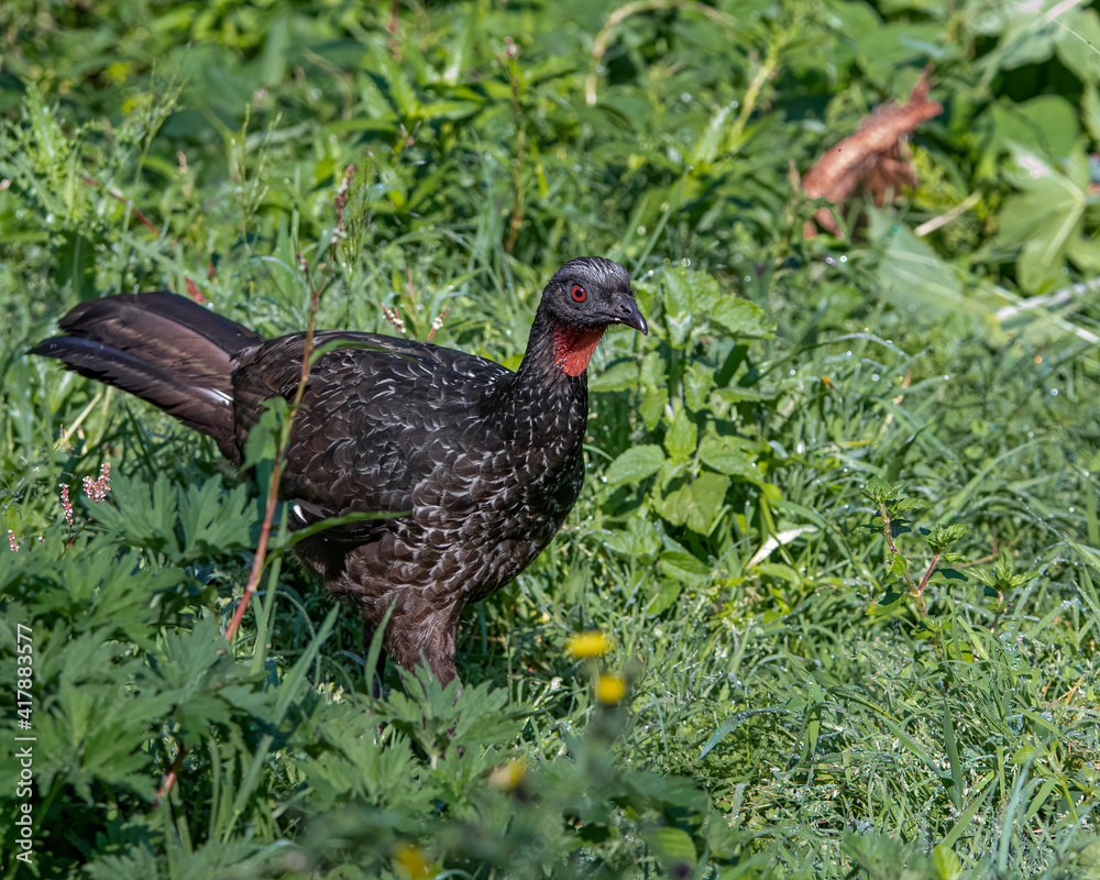 A large bird walking around looking for food A large bird walking around looking for food