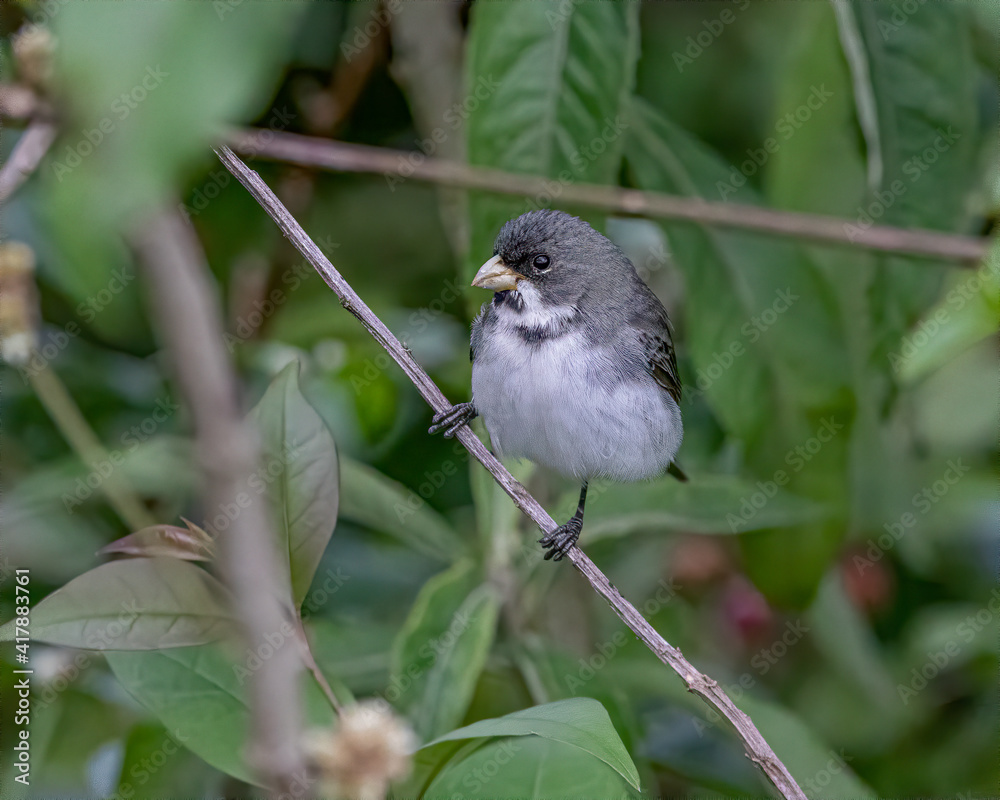 Fototapeta premium A songbird perched on a tree branch looking for food