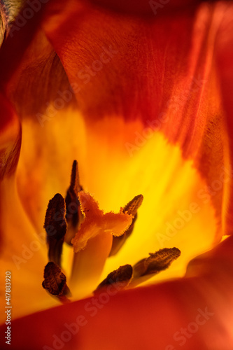 Close up of a tulip