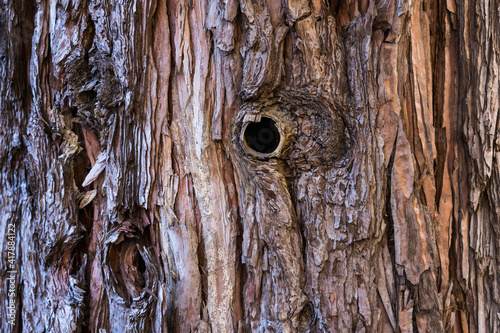 The bark of an old sequoia tree with a hollow close-up as a background